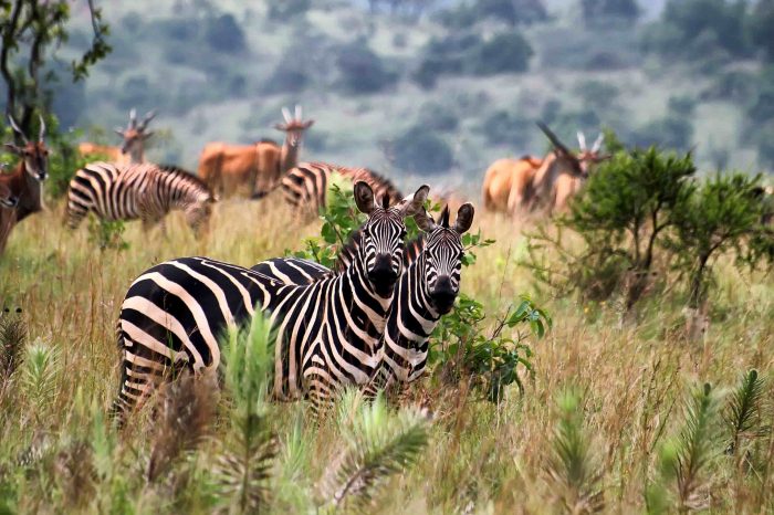 3 Days Akagera Wildlife and Game Safari