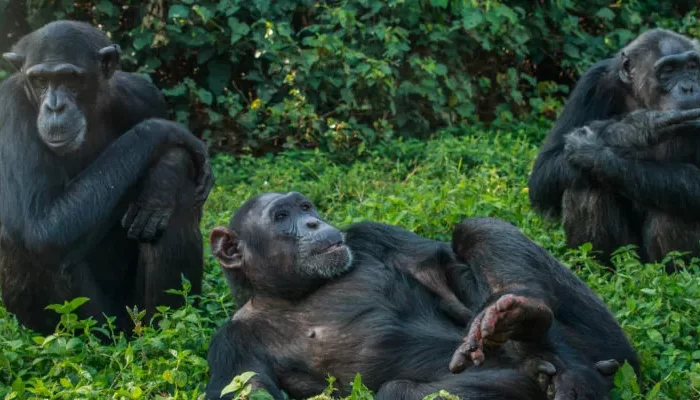 4-Day Chimpanzees and Crater Lakes Safari in Uganda | Littlerock Safaris