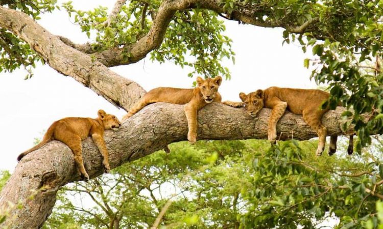 Exploring the Majesty of Queen Elizabeth National Park: A Wildlife Haven in Uganda