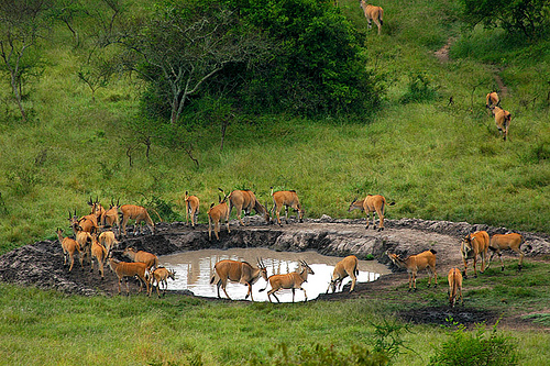 5-Day Lake Mburo & Kibale Forest Safari: Discover Uganda’s Wildlife and Rainforests