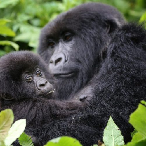 1-day Rwanda Gorilla Trekking tour