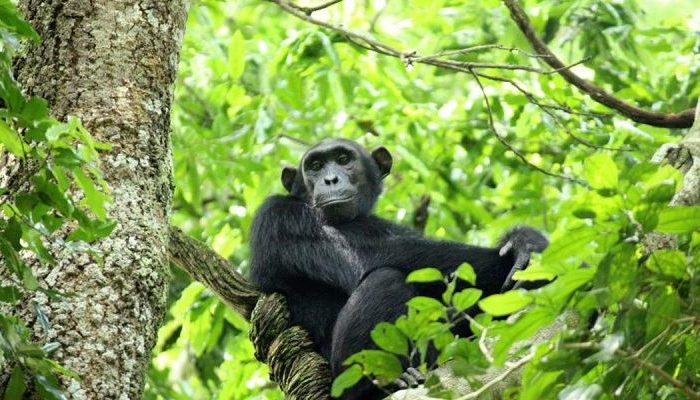 8 Days Birding Safari: Exploring the Rich Avian Diversity of Murchison Falls and Budongo Forest in Uganda