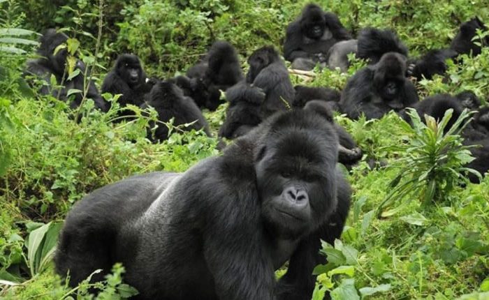 4-DayDouble Gorilla Trekking in Rwanda : A Once-in-a-Lifetime Wildlife Adventure