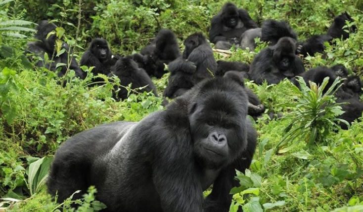 4-DayDouble Gorilla Trekking in Rwanda