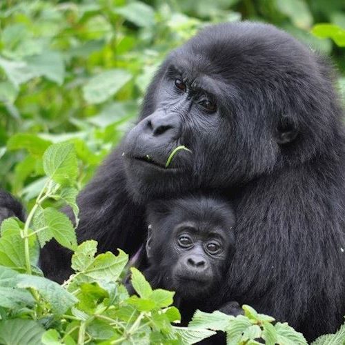 2-Day Rwanda Gorilla Tour: Unforgettable Encounters with Mountain Gorillas
