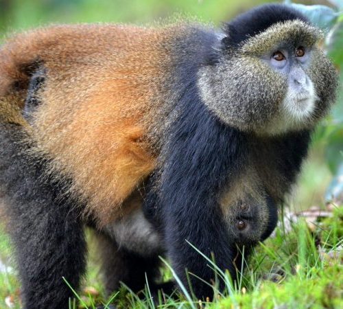6 Days Rwanda Primate Safari: Gorillas, Chimpanzees, and Cultural Experiences
