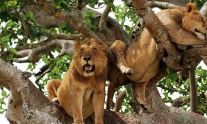 Uganda Wildlife and Cultural Safari