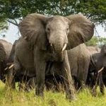 Elephants roaming in savannah of Queen Elizabeth National Park