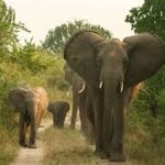 Elephants roaming in savannah of Queen Elizabeth National Park