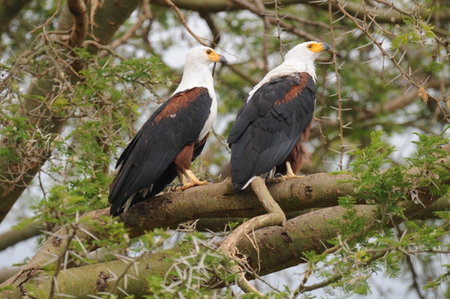 6 Days Bird Viewing Queen Elizabeth Safari