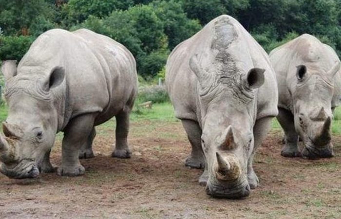 1 Day Trip to Ziwa Rhino Sanctuary: Encounter Majestic Rhinos in Uganda