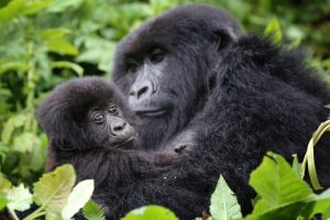 1-Day Rwanda Gorilla Trekking