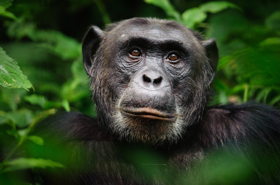 Chimpanzees in Uganda