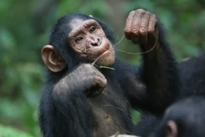 Semuliki National Park, Uganda: The Ultimate Guide to Uganda’s Hidden Rainforest Paradise