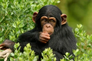 Ngamba Island from Kampala: 1-Day Chimpanzee Tour Guide