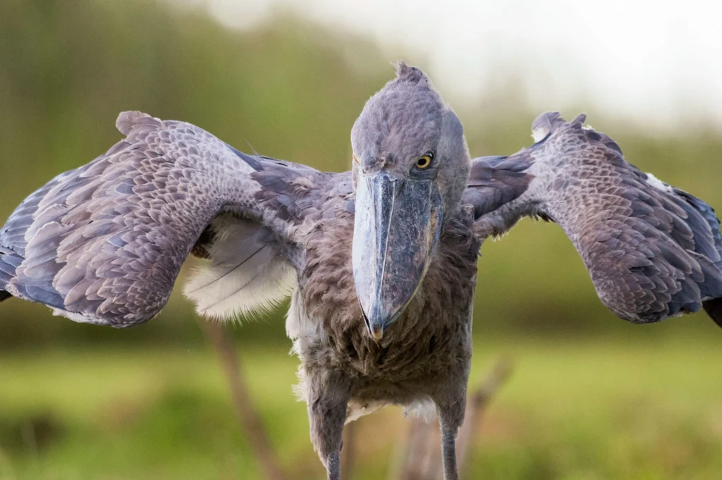 1 days mabamba shoebill birding tour 1