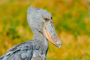 Mabamba Swamp Shoebill Tour from Kampala: Complete Guide