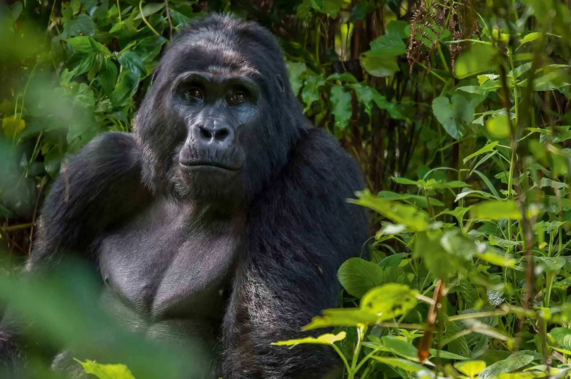 15 Day Uganda Wildlife and Cultural Safari Attraction