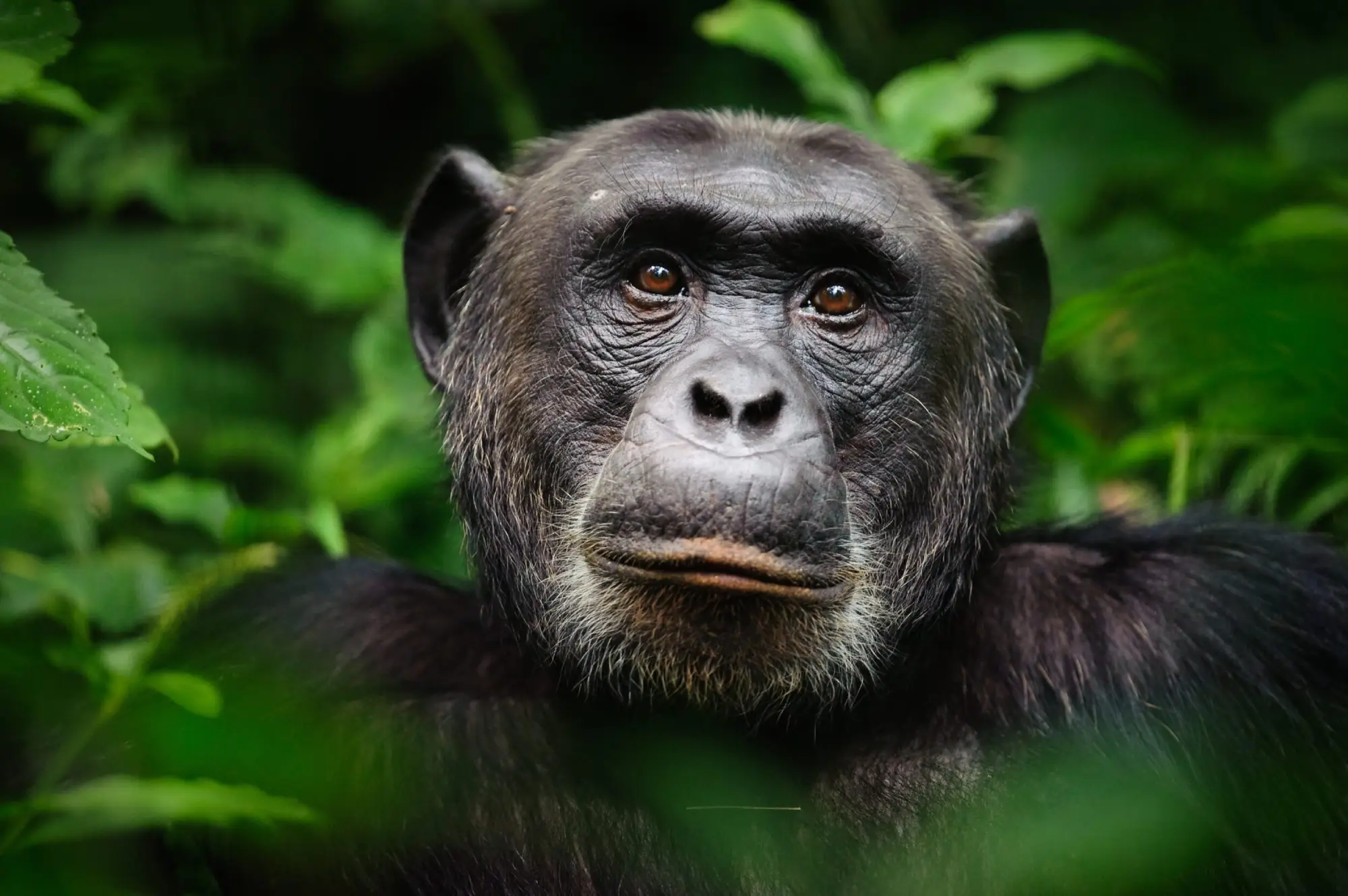 15 Day Uganda Wildlife and Cultural Safari Attraction