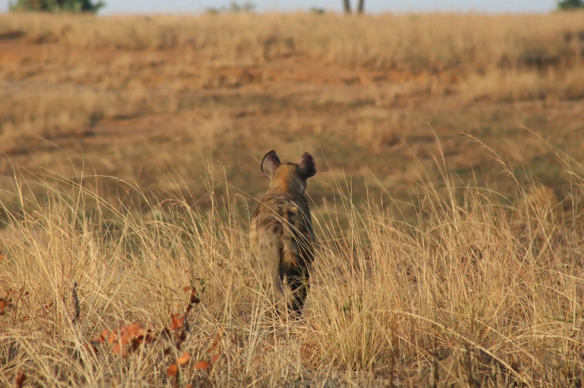 15 Day Uganda Wildlife and Cultural Safari Attraction