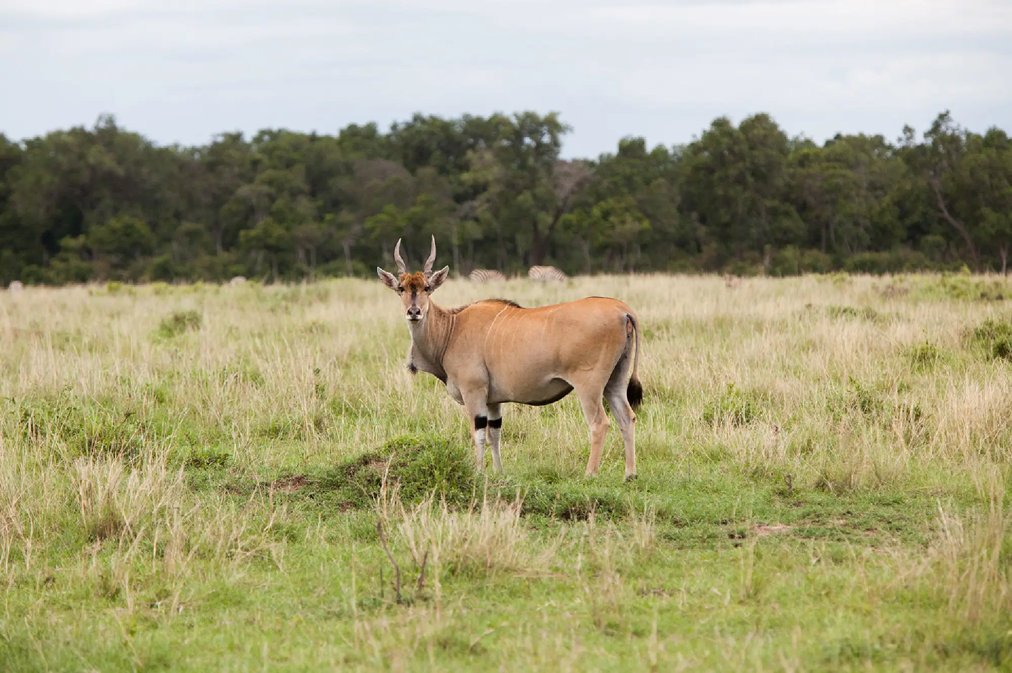 2 Day Lake Mburo National Park Safari Attractions