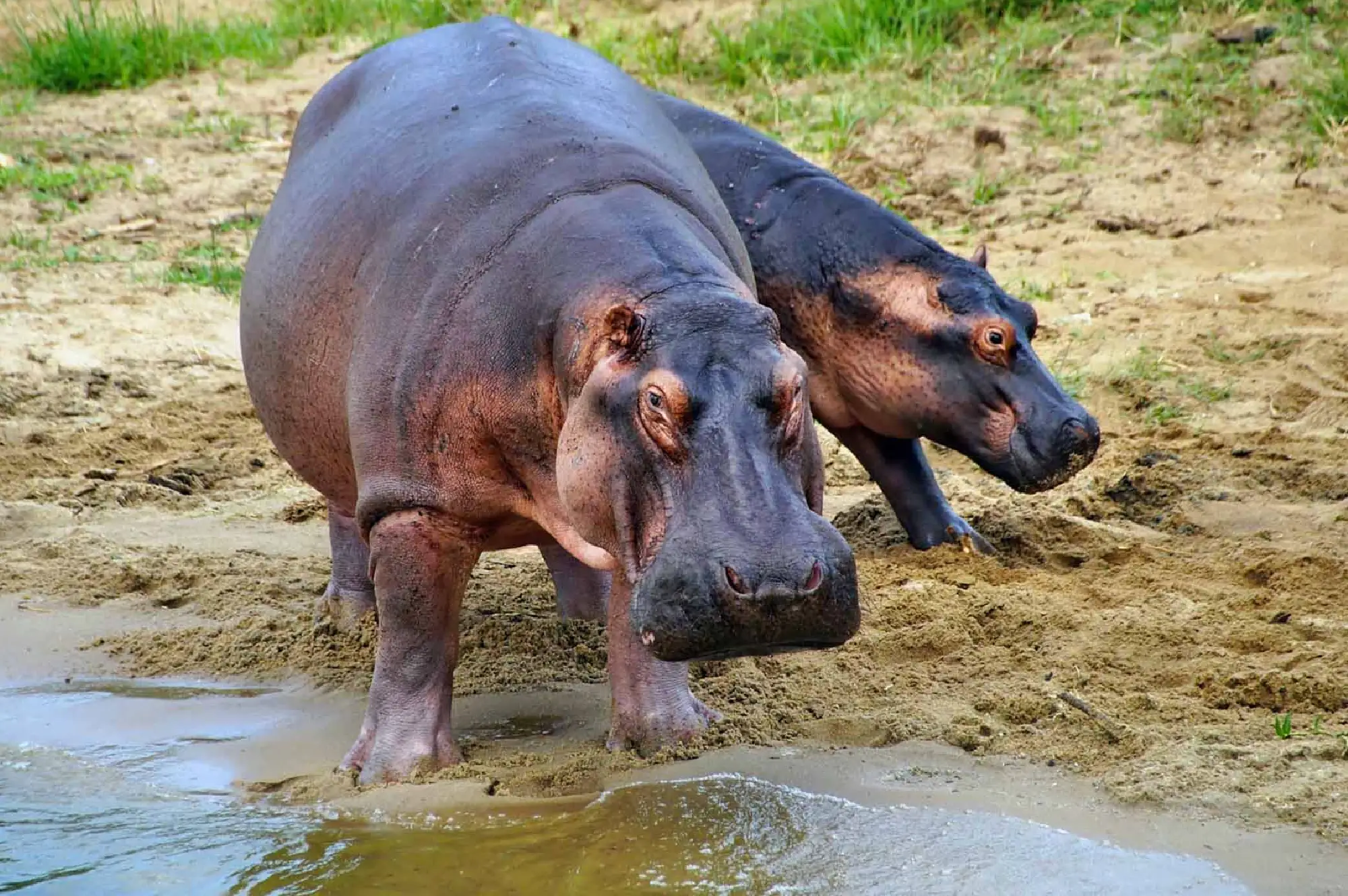 2 Day Lake Mburo National Park Safari Attractions