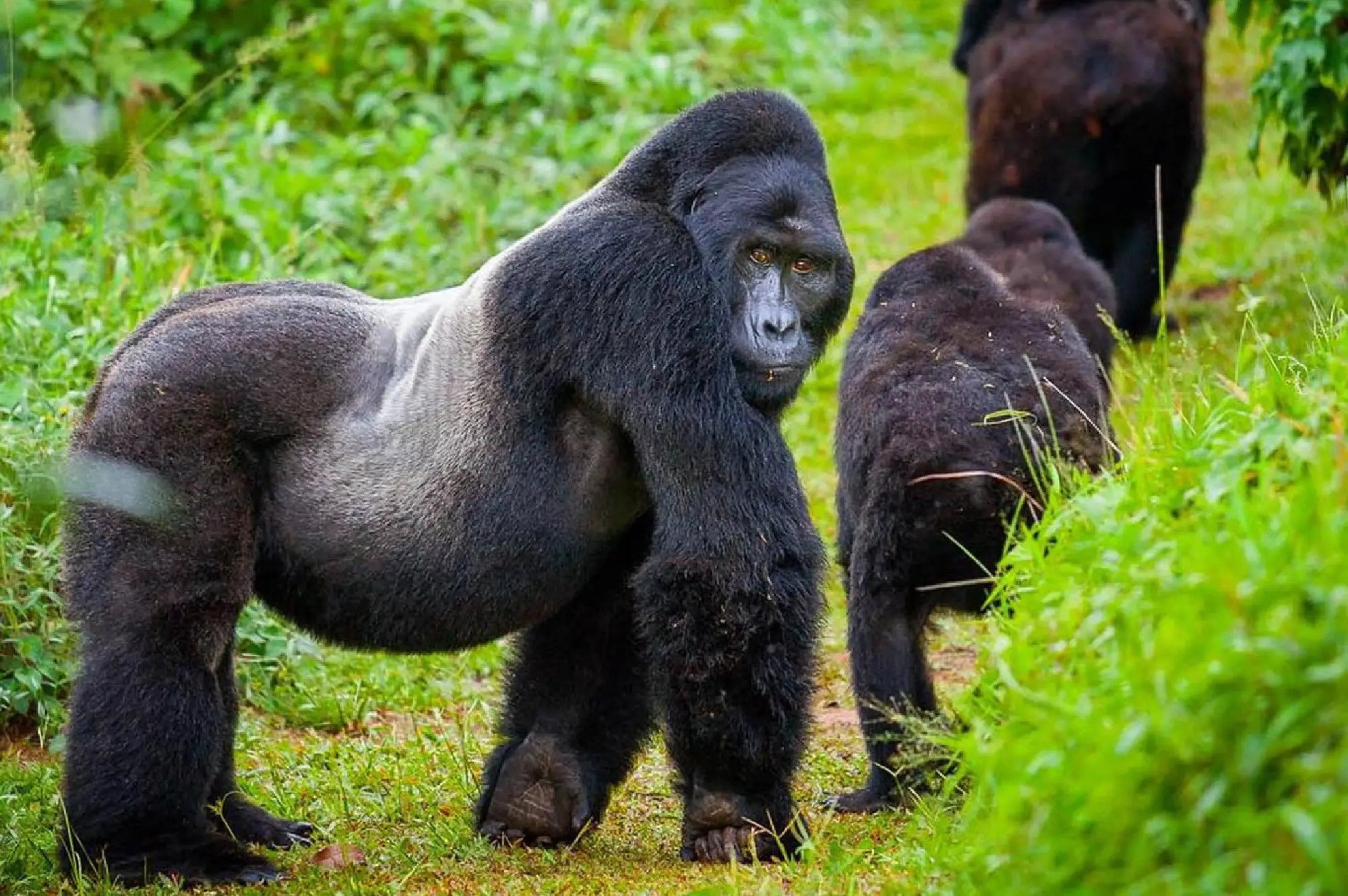 2 Days Rwanda Gorilla Tour Attractions