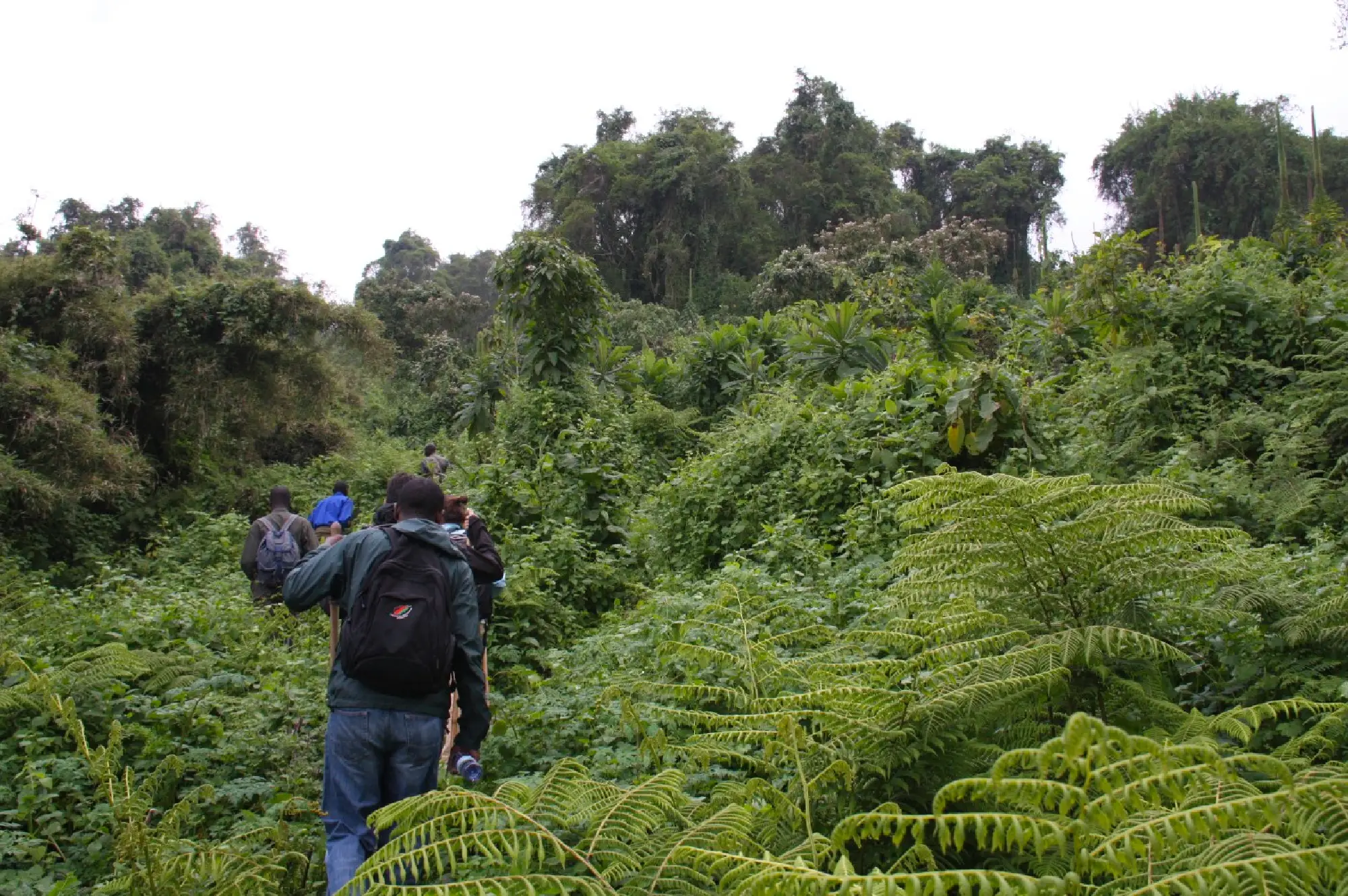 4 Days Rwanda Gorilla Tracking Safari Attractions