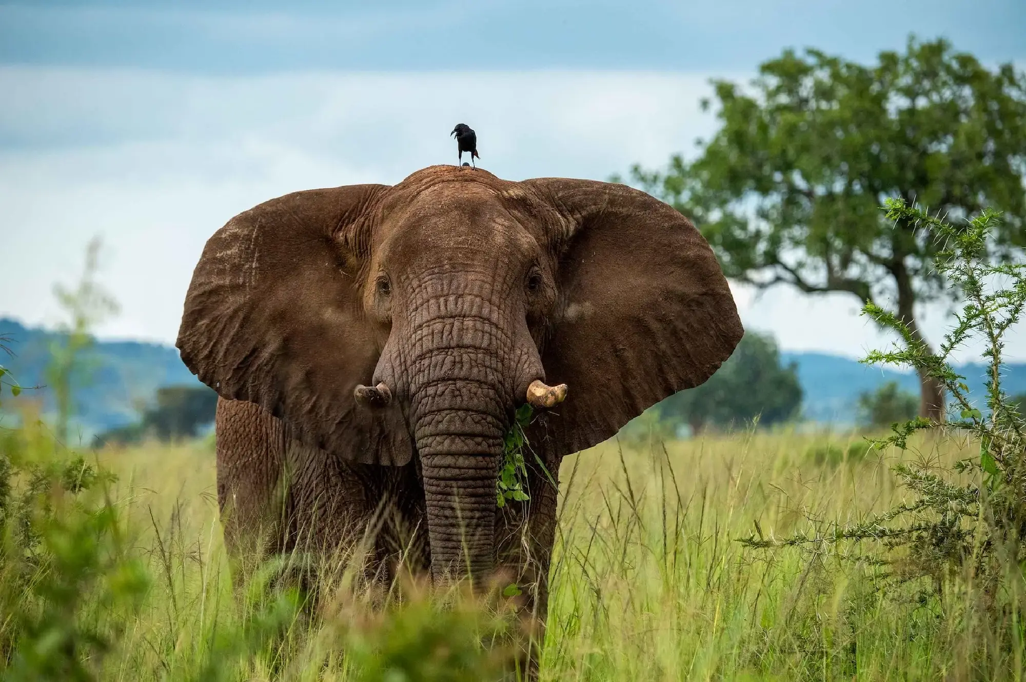 3 Days Akagera Wildlife and Game Safari Attractions