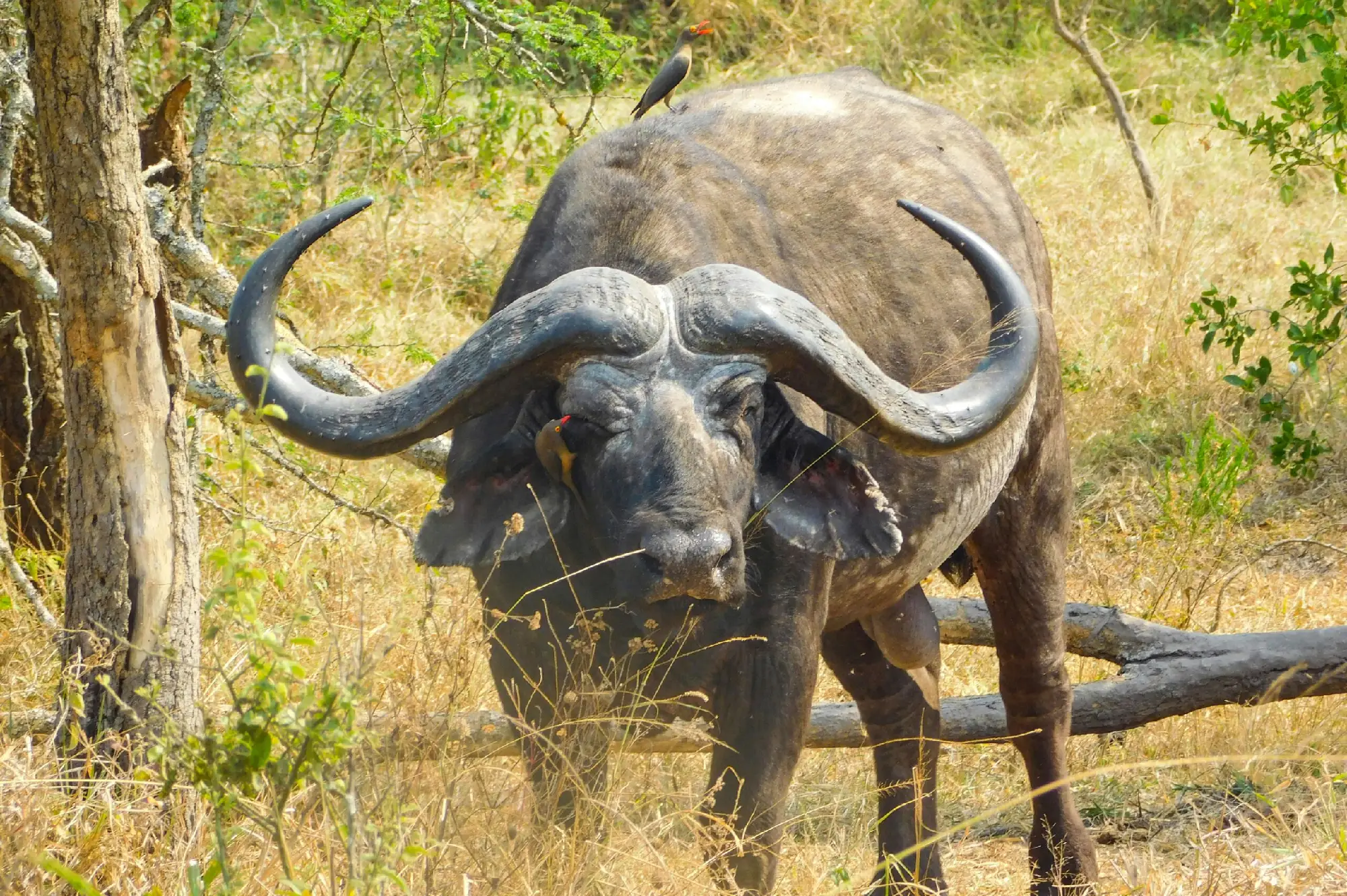 3 Days Akagera Wildlife and Game Safari Attractions