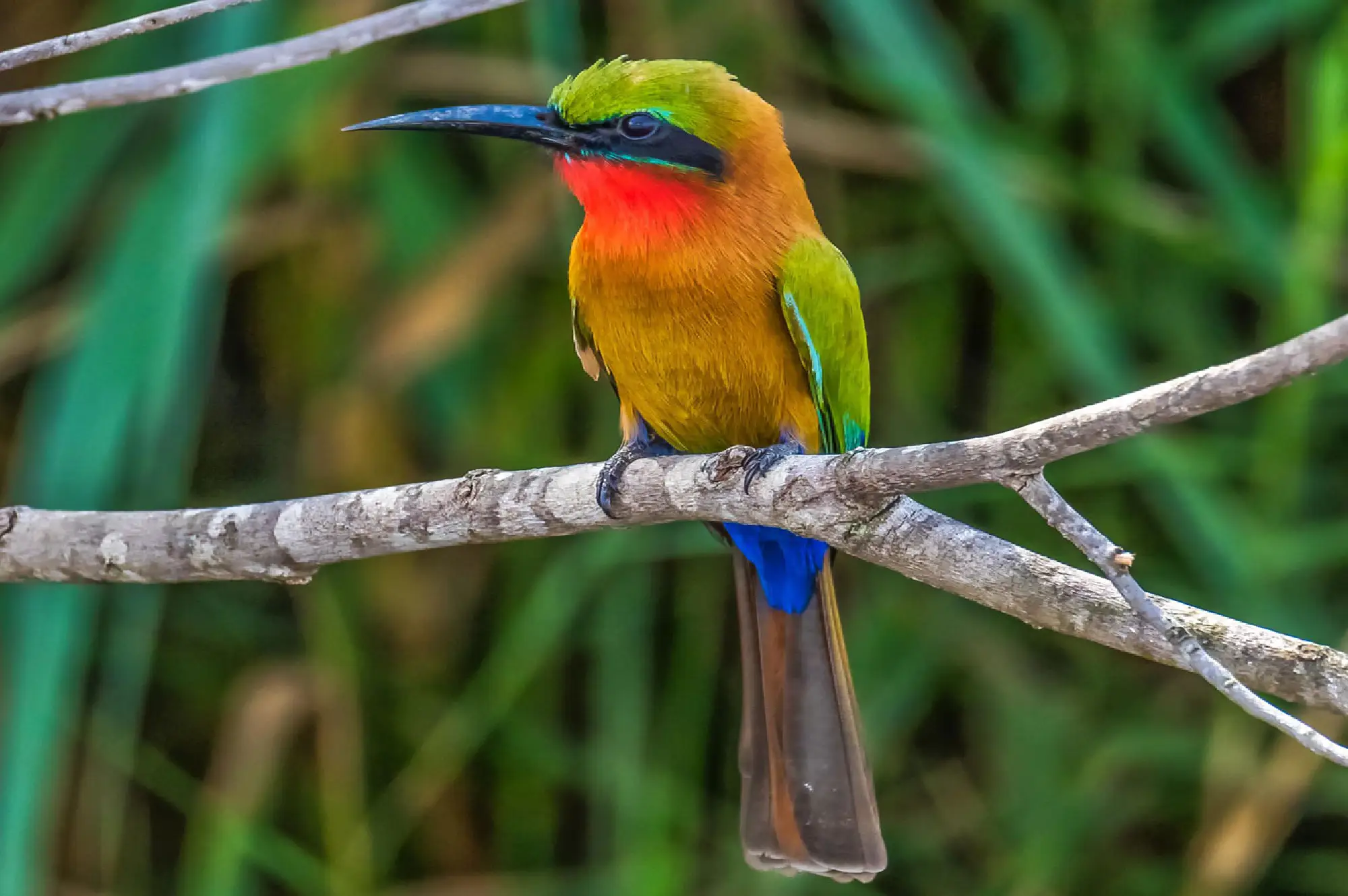 3 Days Birding in Kibale Forest National Park Attractions