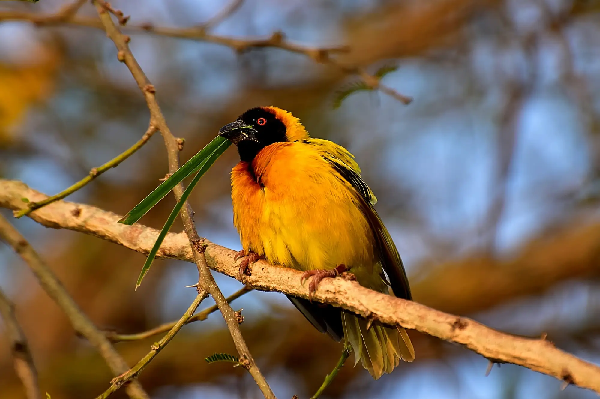 3 Days Birding in Kibale Forest National Park Attractions