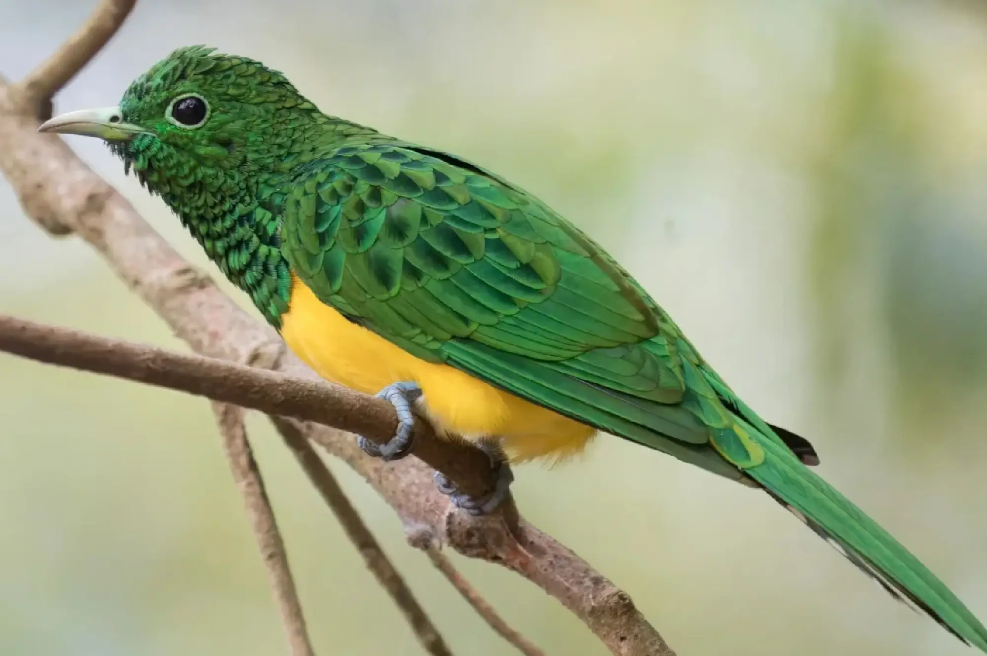 3 Days Birding in Kibale Forest National Park Attractions
