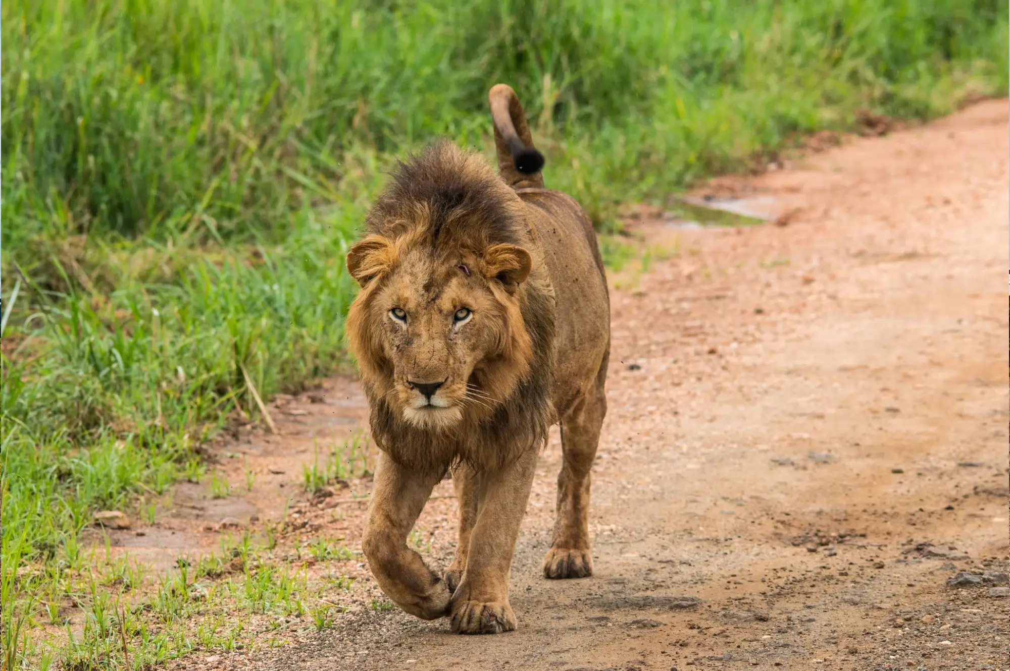 3 Days Fly in Safari To Kidepo Valley Attractions