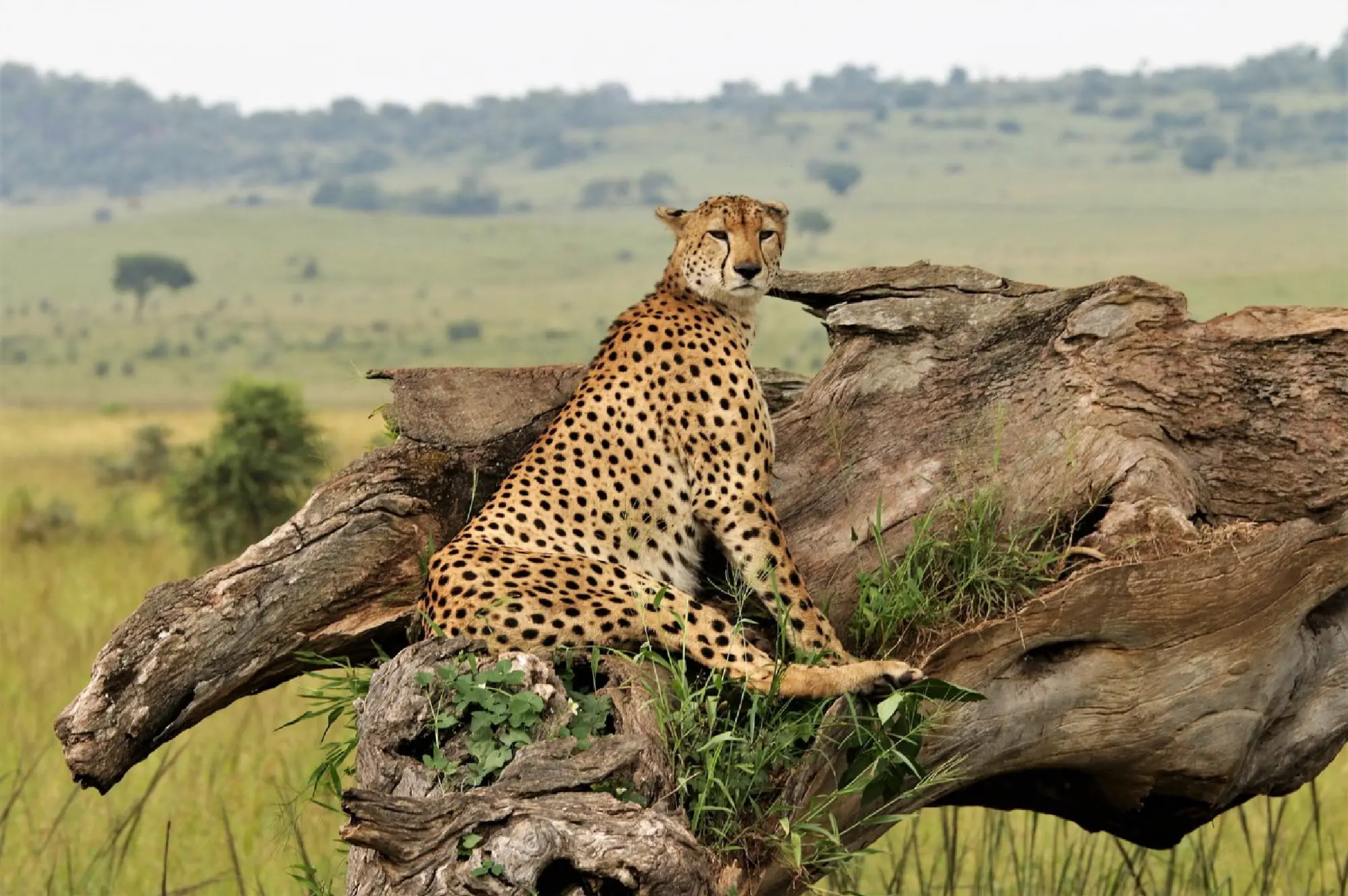 3 Days Fly in Safari To Kidepo Valley Attractions
