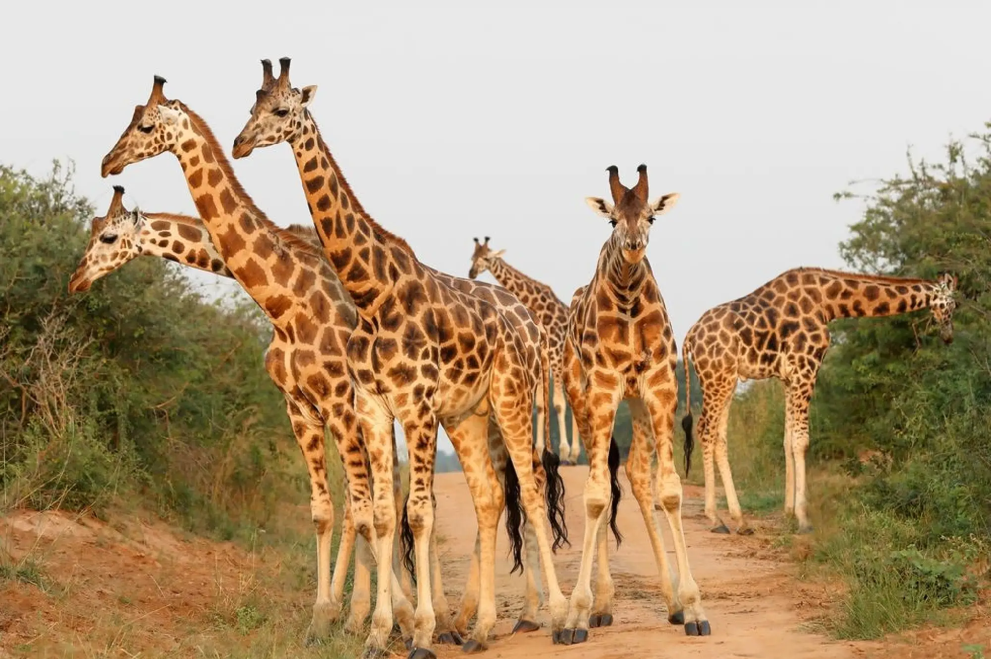 3 Days Fly in Safari To Kidepo Valley Attractions