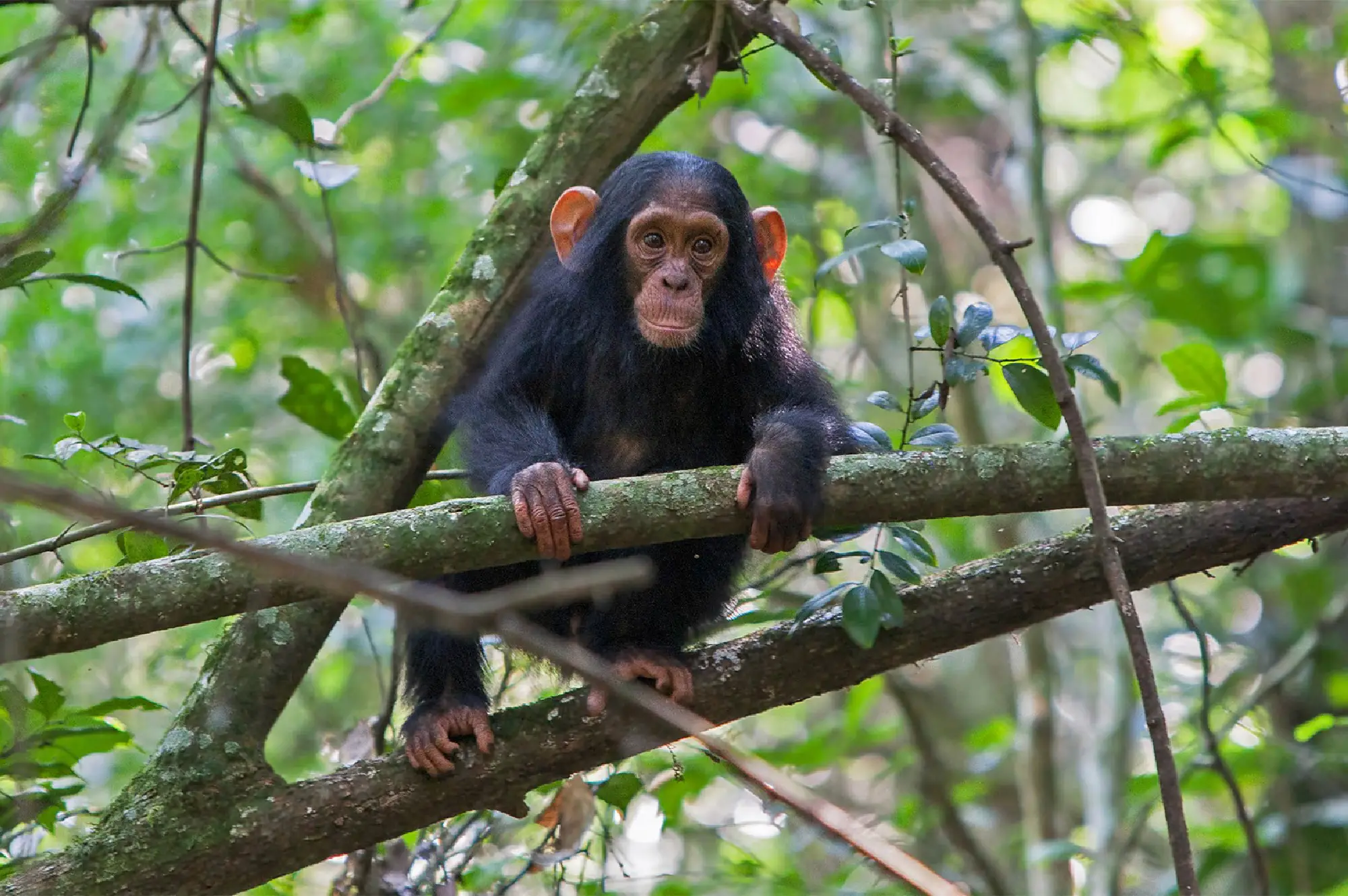 3 Days Kibaale Chimpanzee Tour Attractions