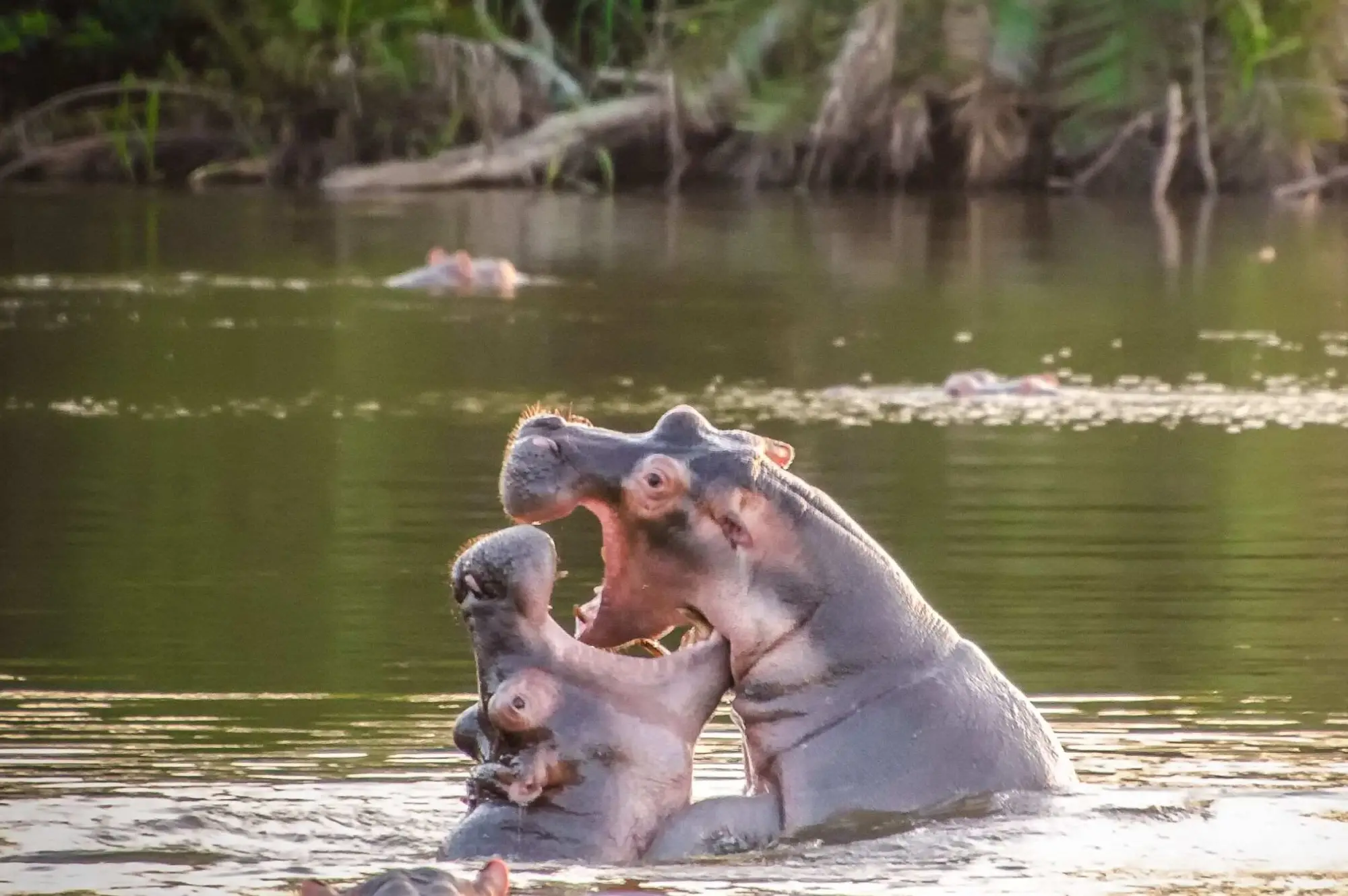 3 Days Lake Mburo National Park Safari Attraction