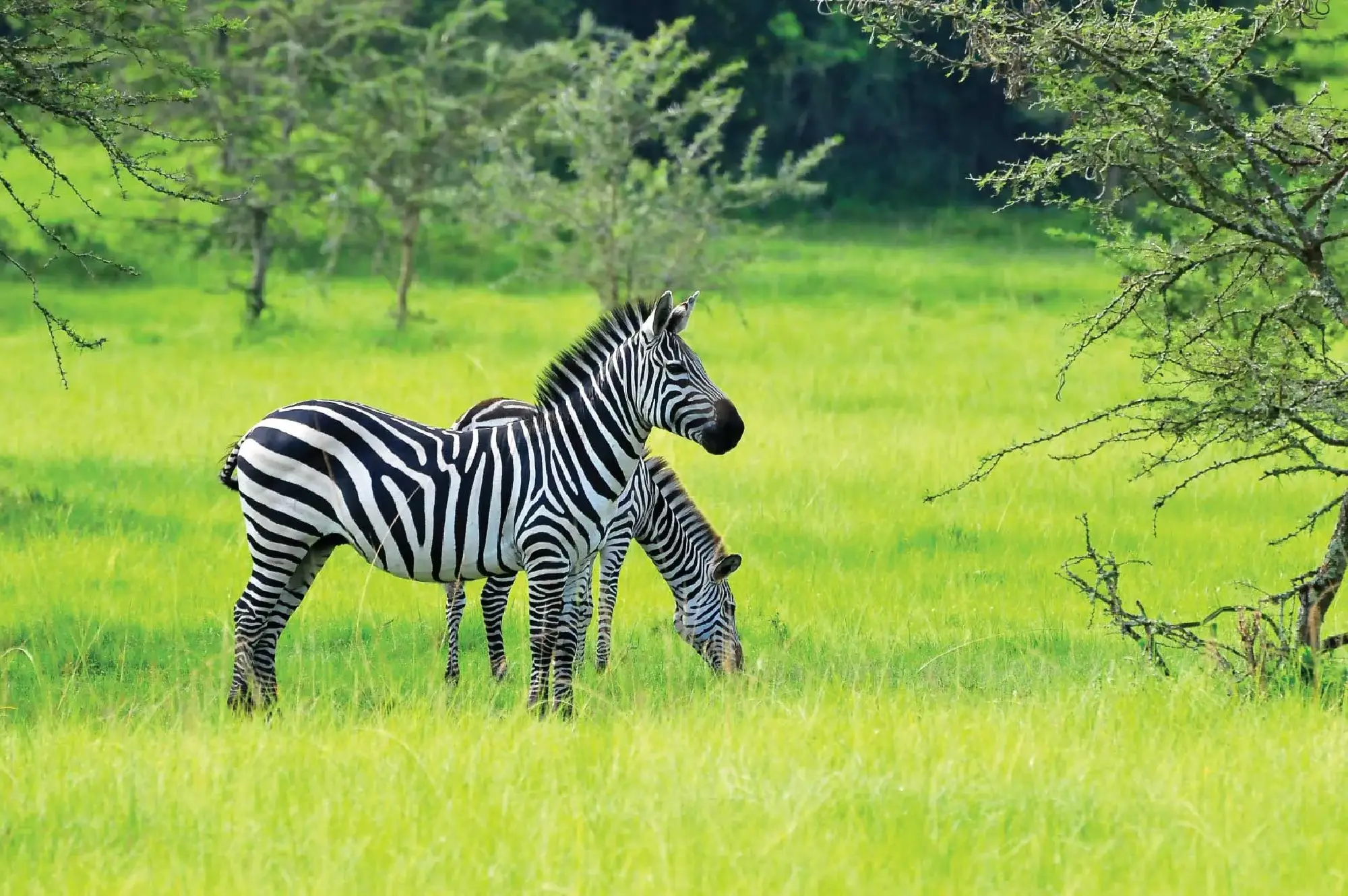 3 Days Lake Mburo National Park Safari Attraction