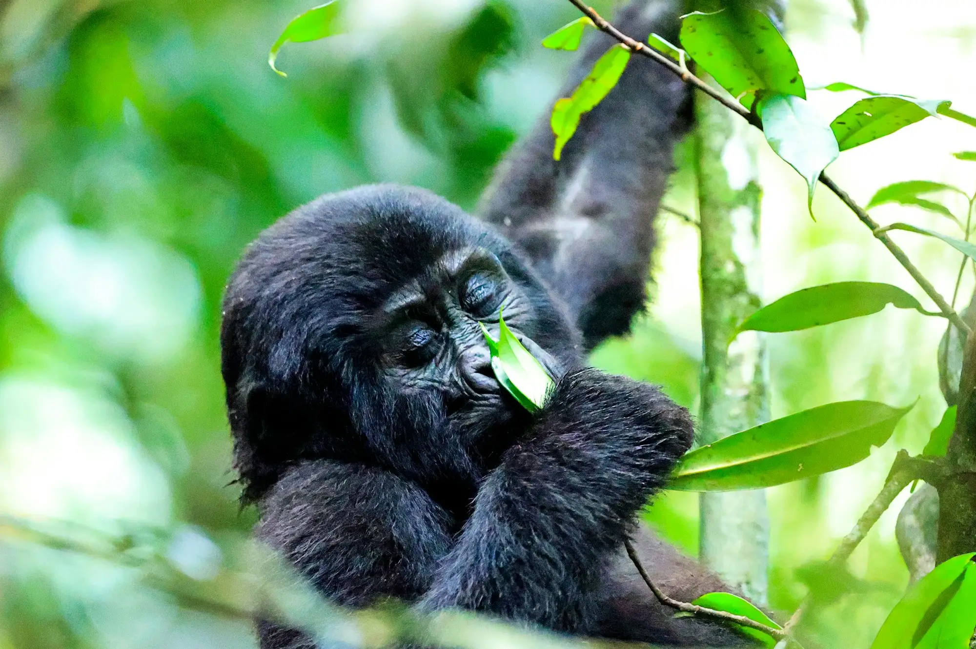 3 Days Mgahinga Gorilla Safari Attraction