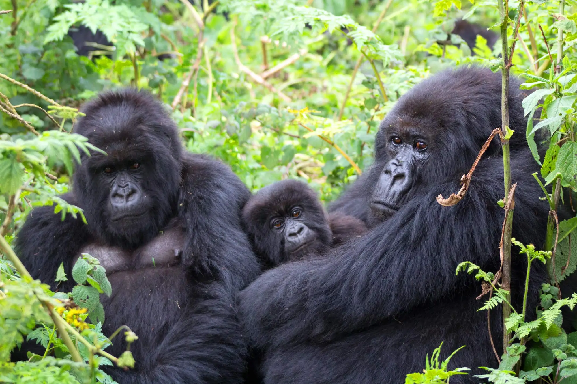 3 Days Mgahinga Gorilla Safari Attraction