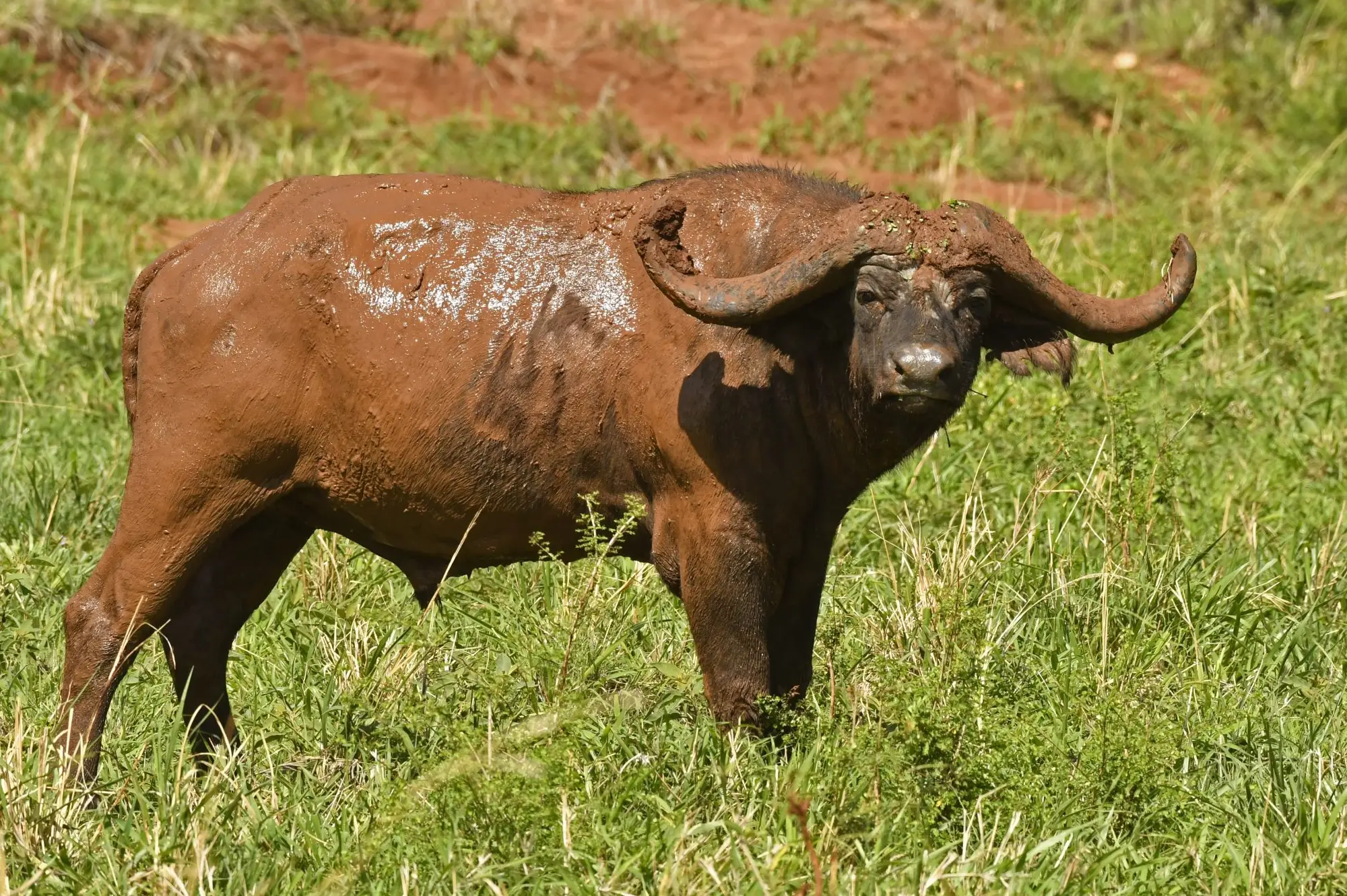 3 Days Queen Elizabeth National Park Safaris Attraction
