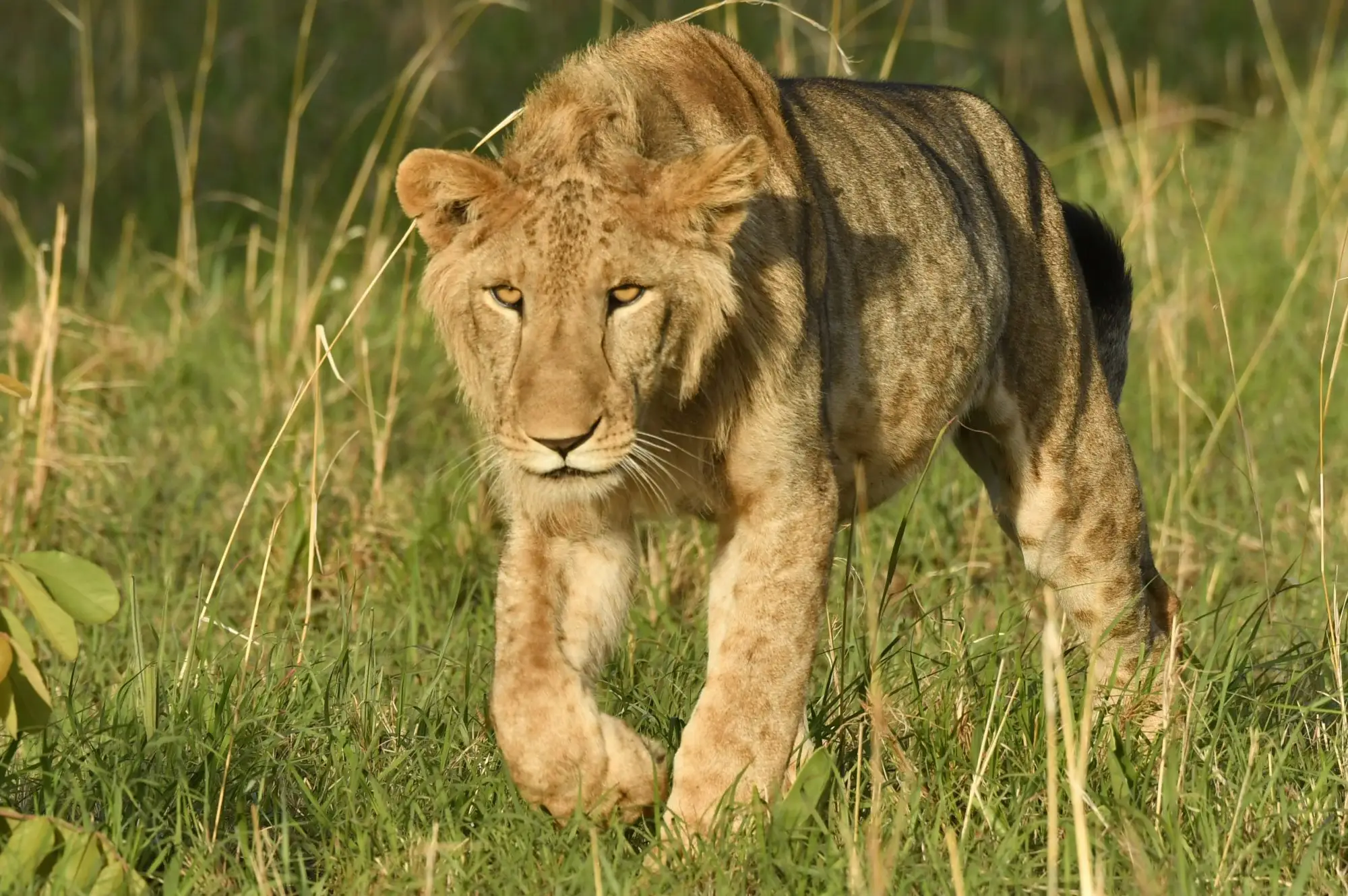 3 Days Queen Elizabeth National Park Safaris Attraction