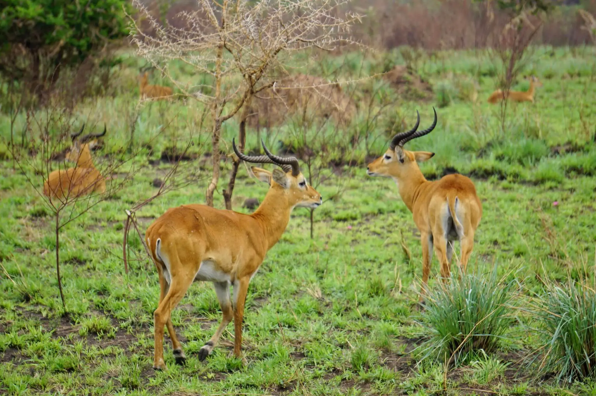 3 Days Queen Elizabeth National Park Safaris Attraction