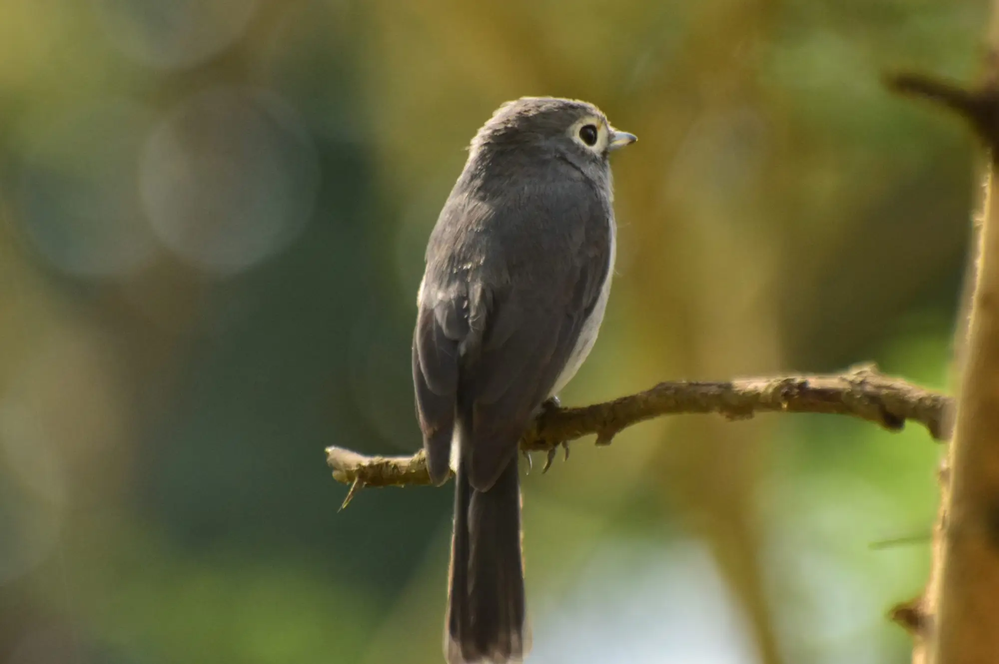 3 Days Queen Elizabeth National Park Wildlife Safari Attraction