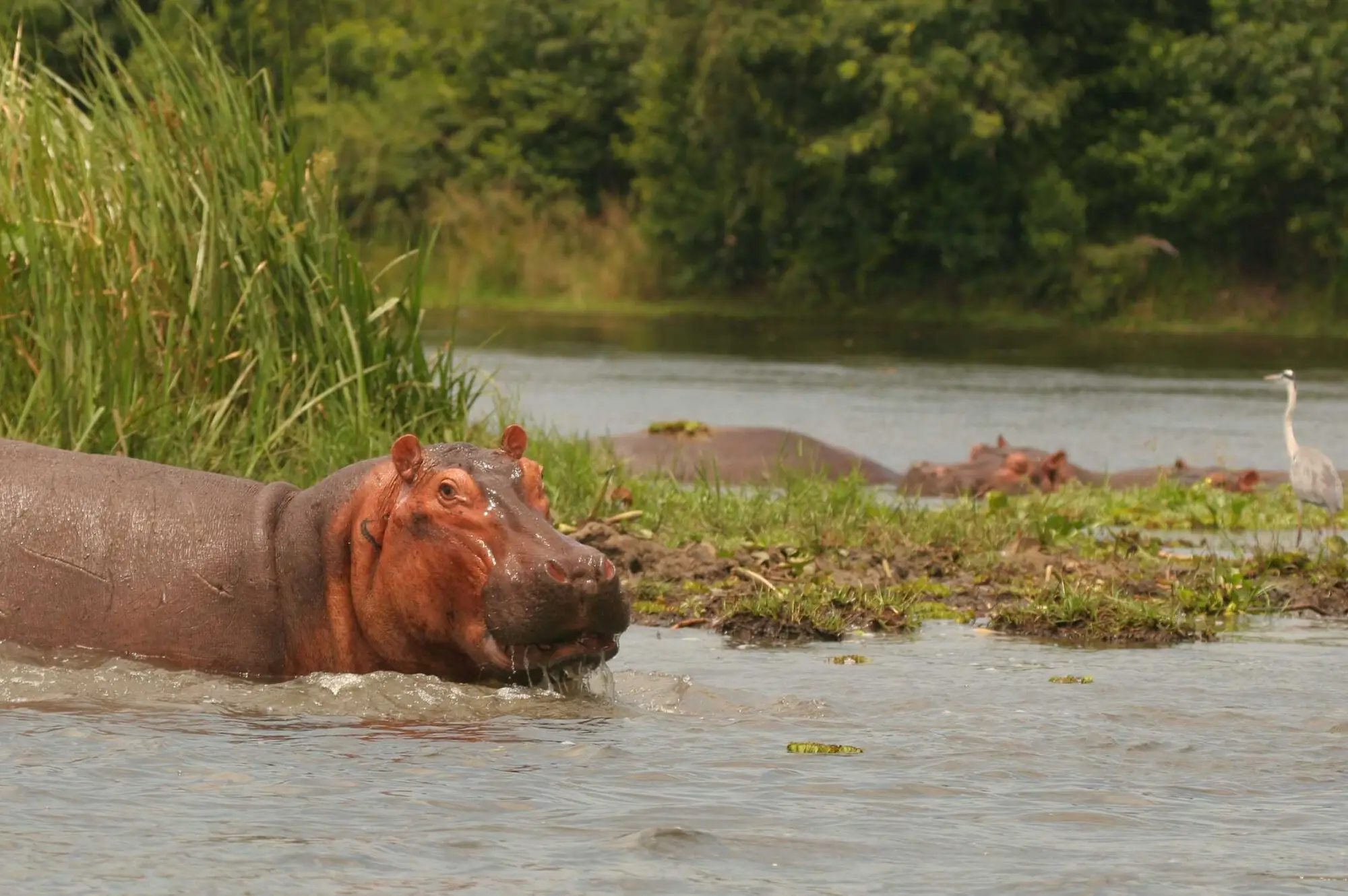 3 Days Queen Elizabeth National Park Wildlife Safari Attraction