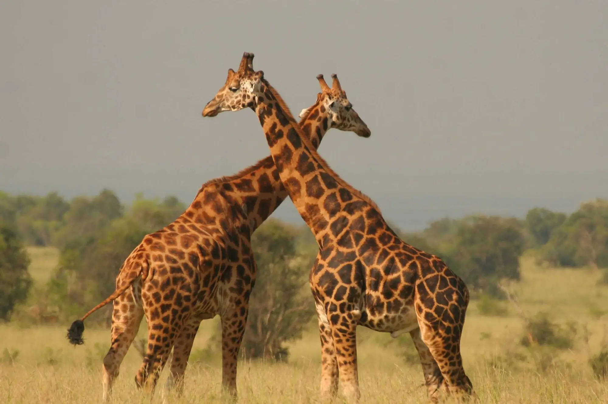 3 Days Queen Elizabeth National Park Wildlife Safari Attraction