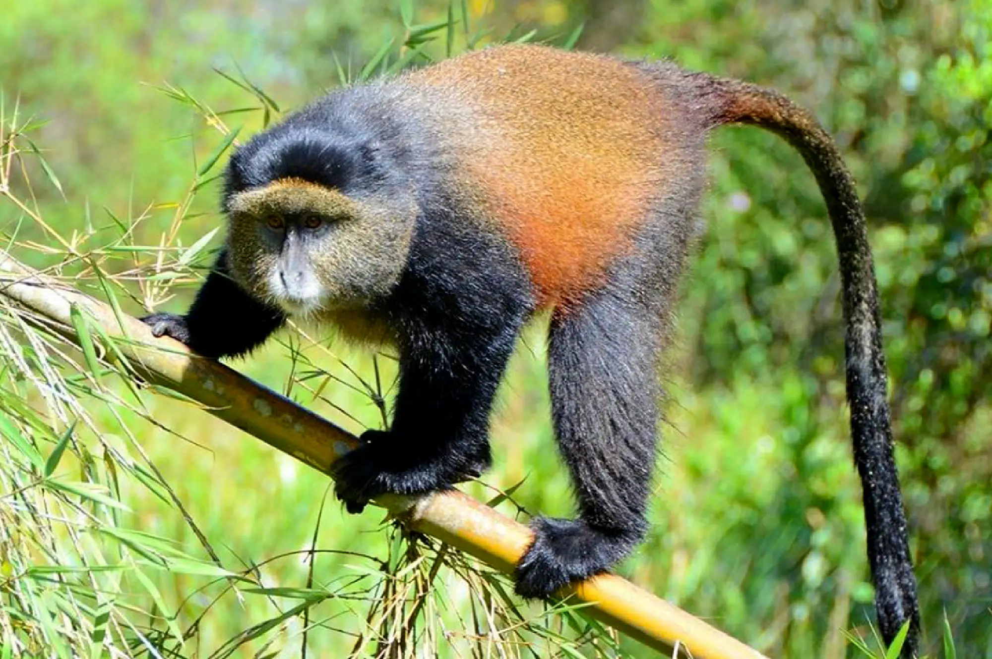 4 DayDouble Gorilla Trekking in Rwanda Attractions