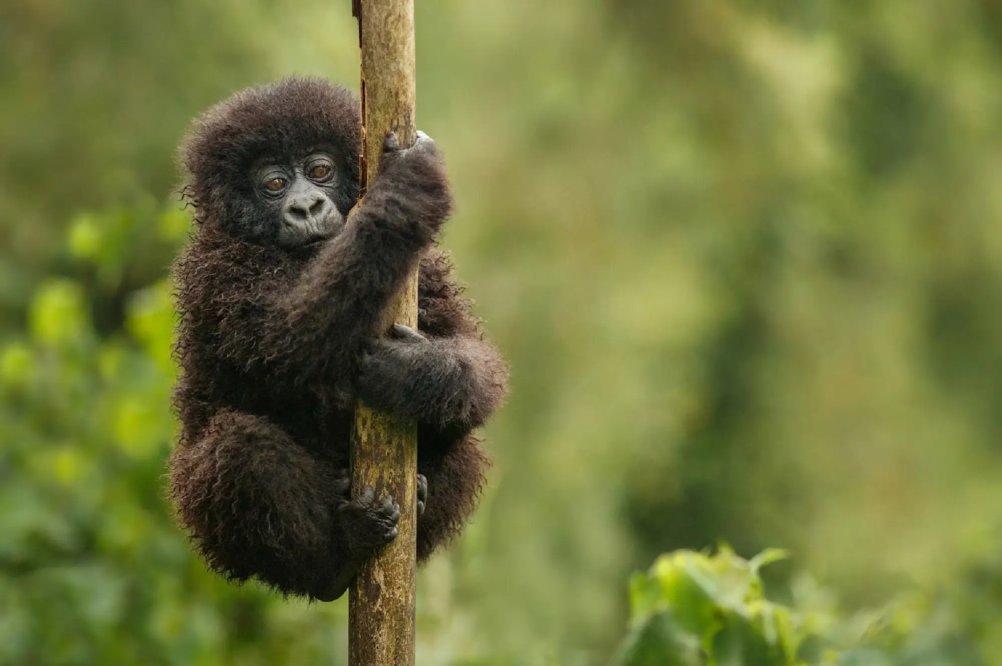4 Days Rwanda Gorilla Tracking Safari Attractions 