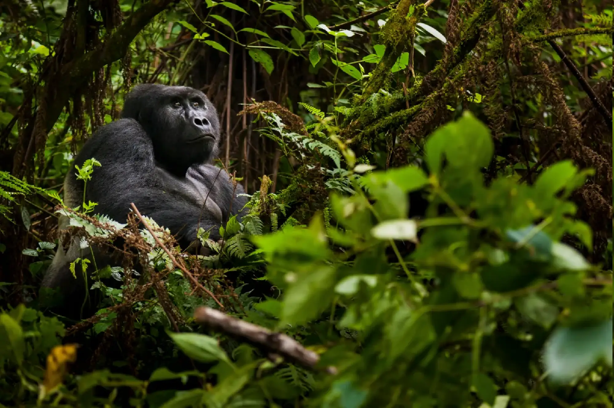 4 DayDouble Gorilla Trekking in Rwanda Attractions